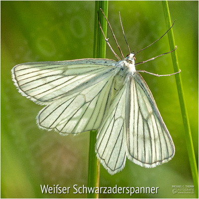 Weißer Schwarzaderspanner - © Michael C. Thumm